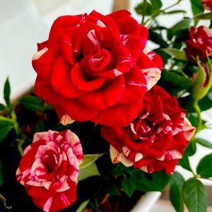 Meet your Posher, Kailey